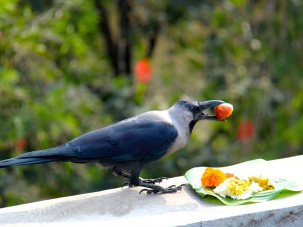 आज काग तिहार मनाइँदै